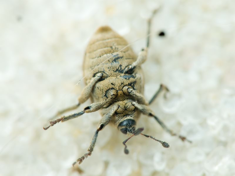 Sibinia pellucens (Scopoli, 1772)